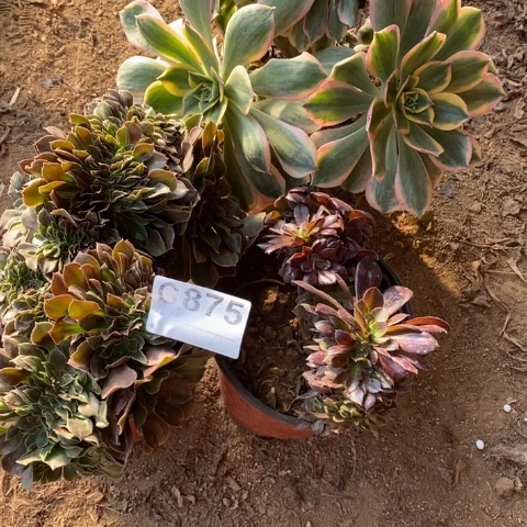 875三颗缀化断枝不包