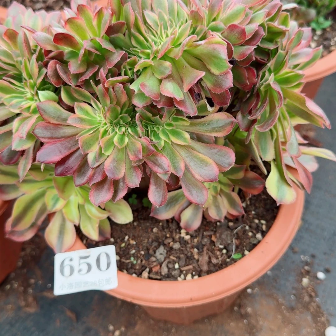 650洛神缀化多肉植物满28包邮