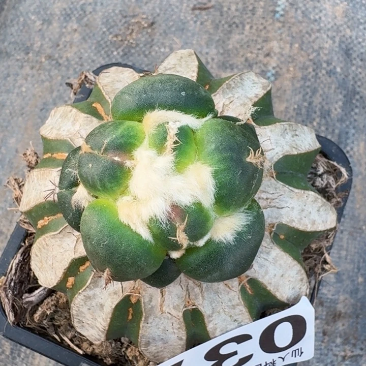 无花朵简**单037蛋尤青瓷一号