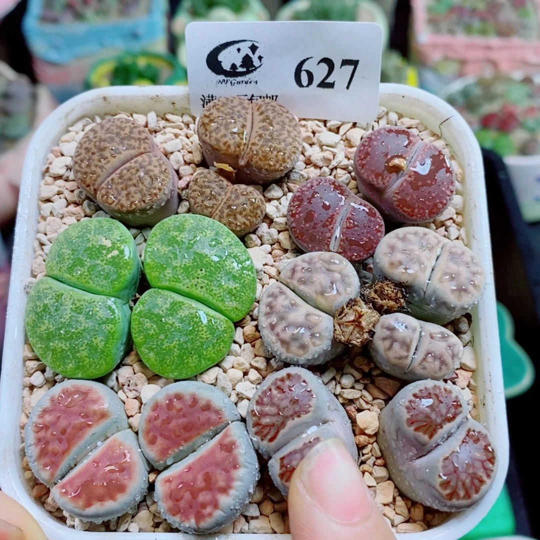 生石花花花花花花花花627