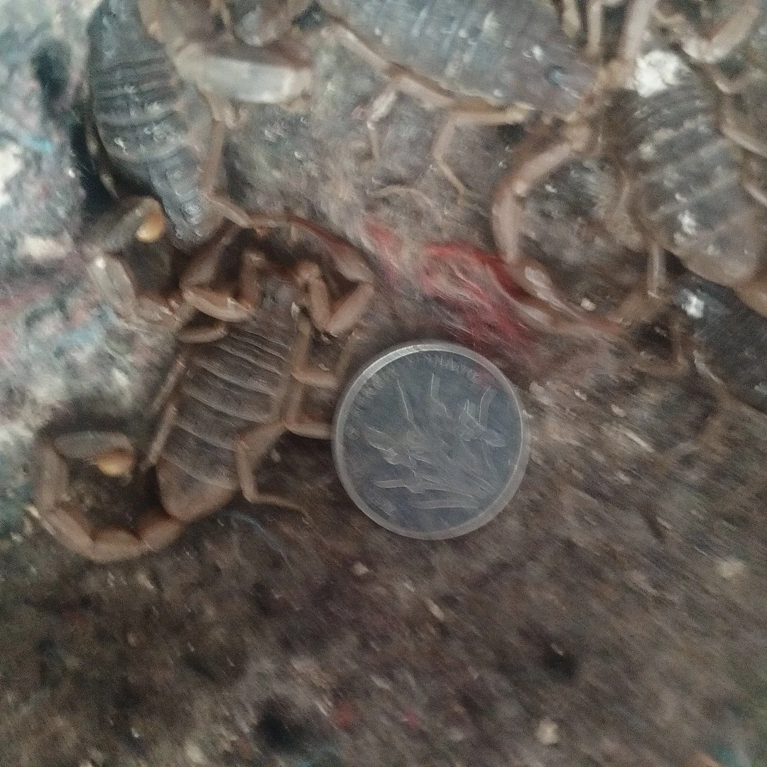 车载绿化小盆栽，赏叶果实可以食用