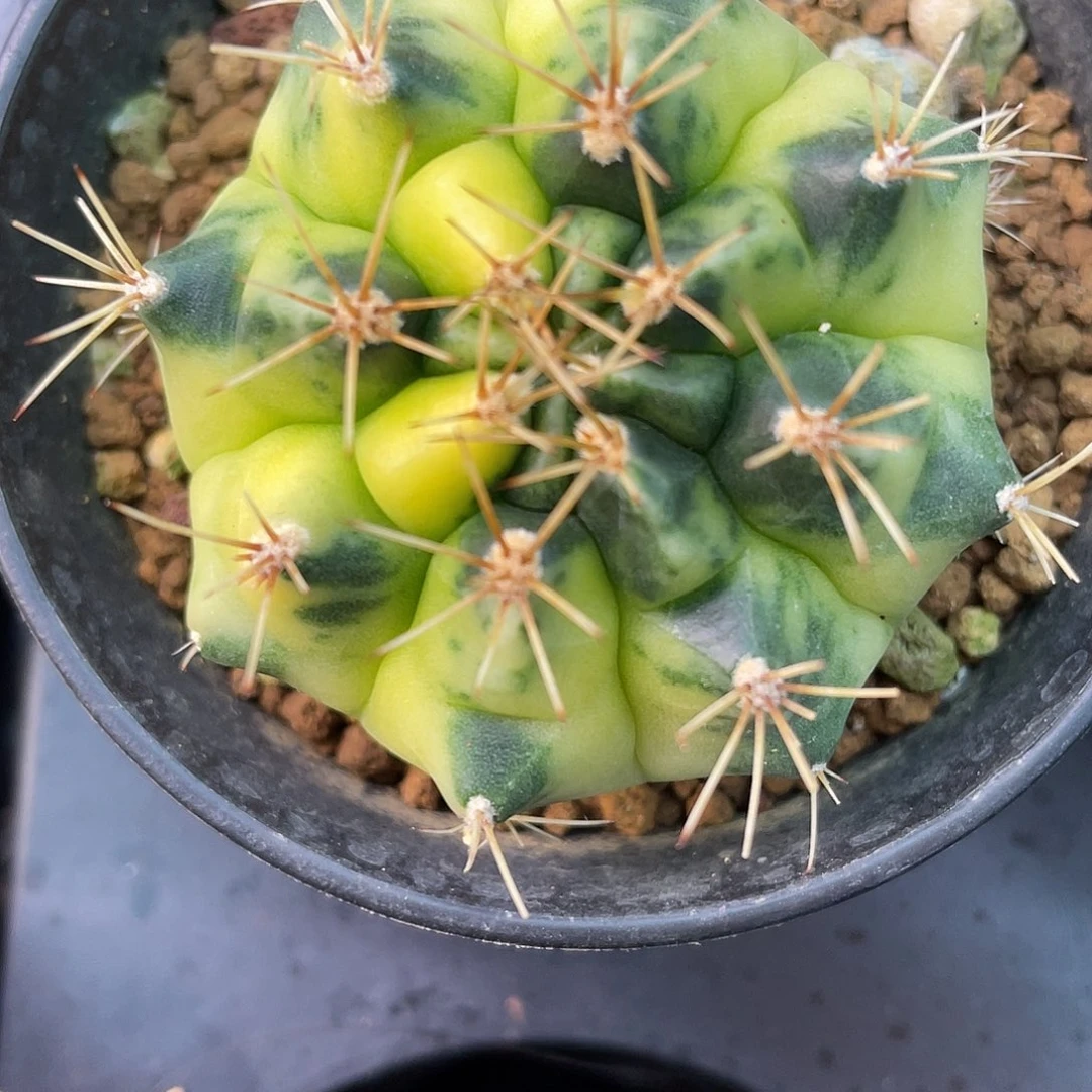 1-192月球半经5.2厘米