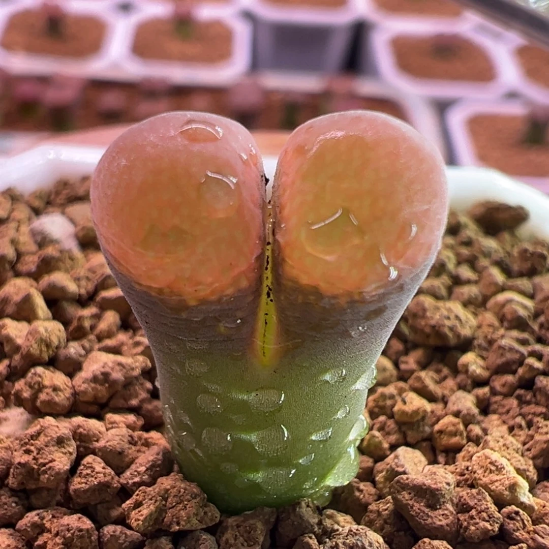 7号鲑鱼粉。