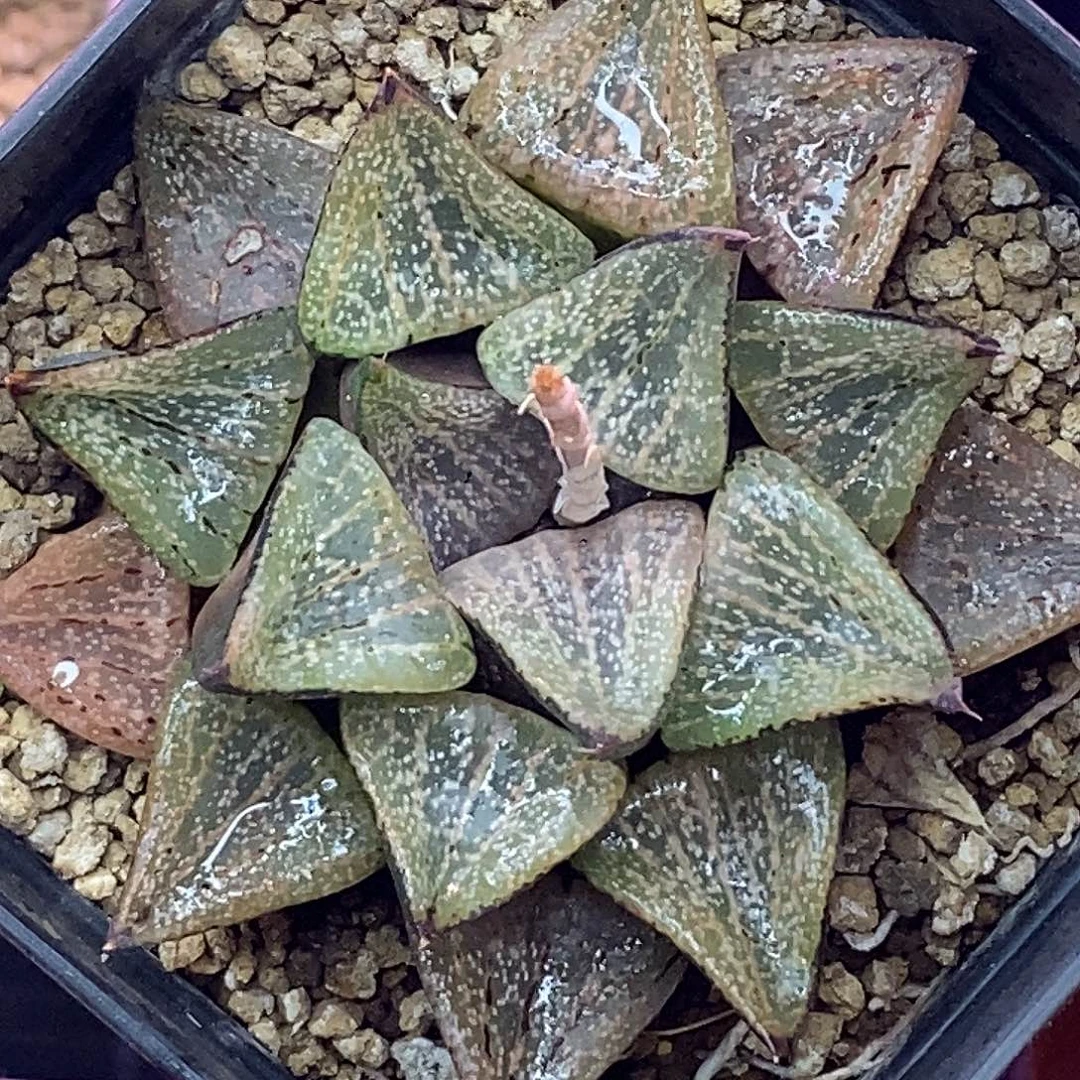 不带盆脱土裸根发货