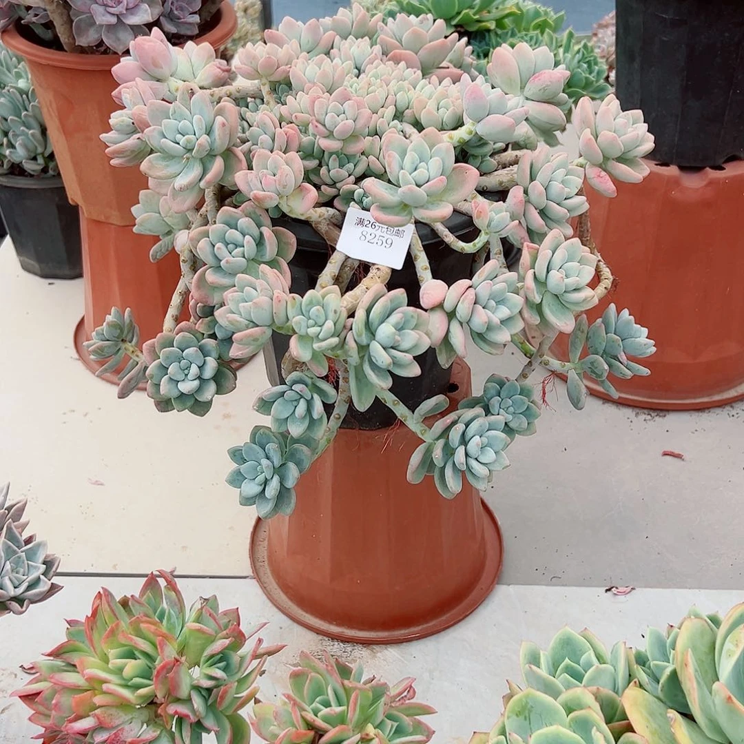 马***多8259洛神多肉植物