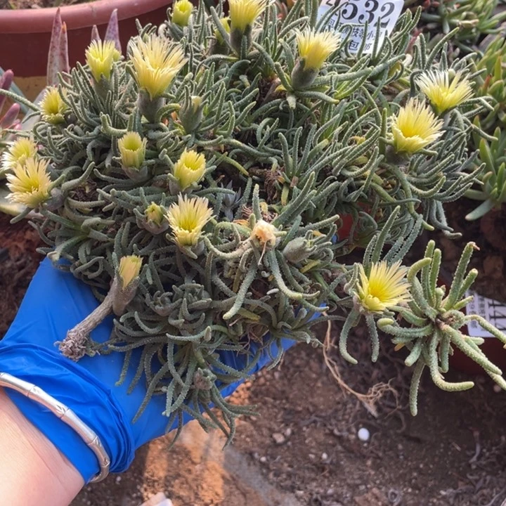 叮*猫532号天赐多肉植物