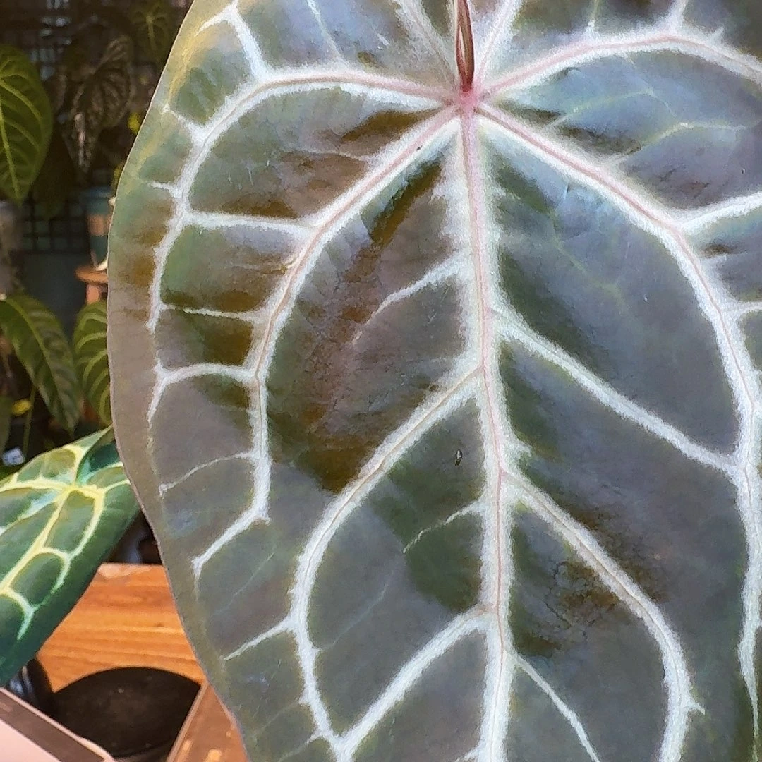 完全开放I184红水晶杂撕裂纹