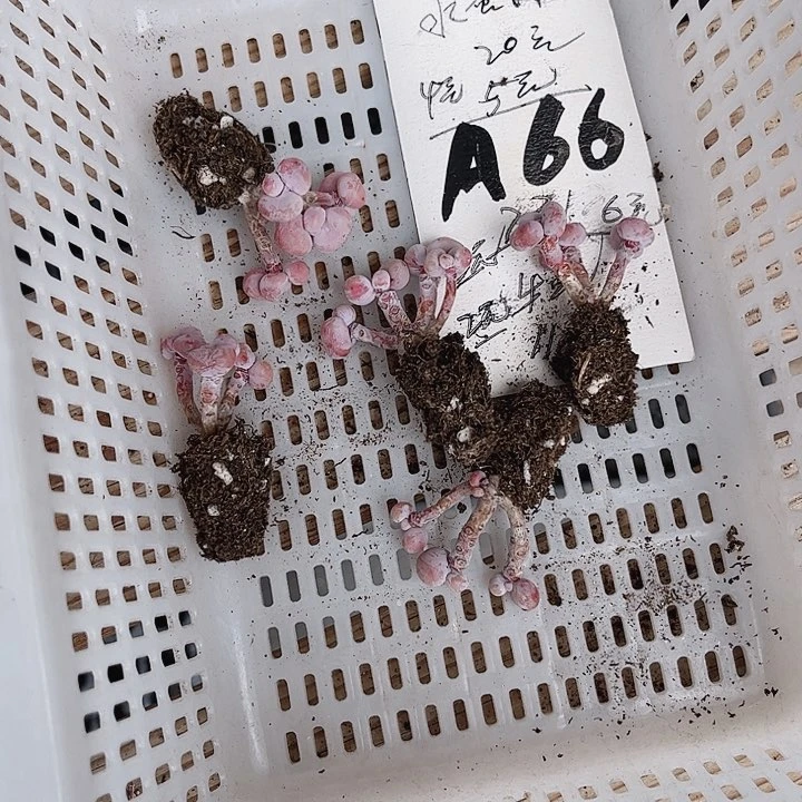 .**多66密密麻麻密密麻麻吗