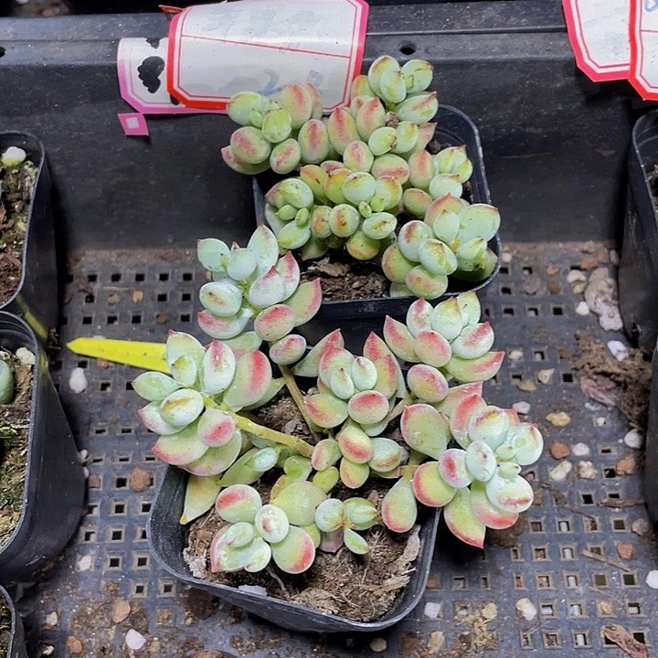 打磨福娘带哦土发