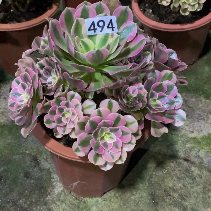 M***`女巫多肉植物494
