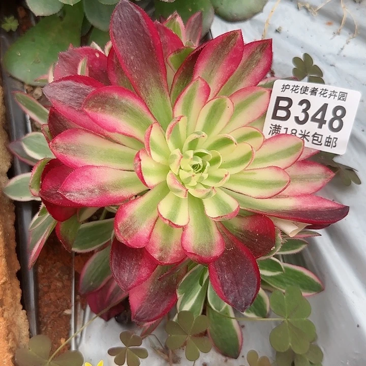 诺肉法师分会海洋