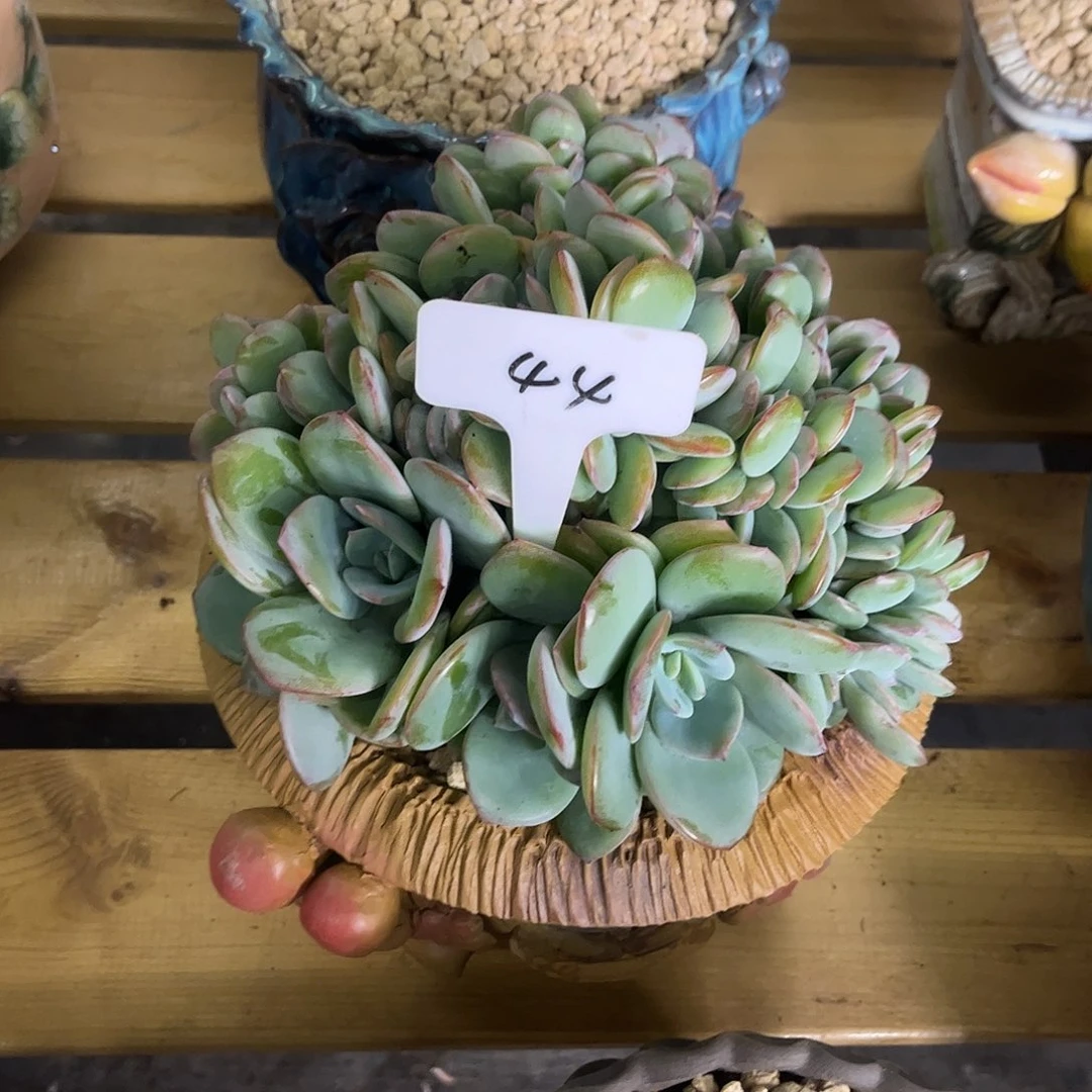 福***兜44白凤。