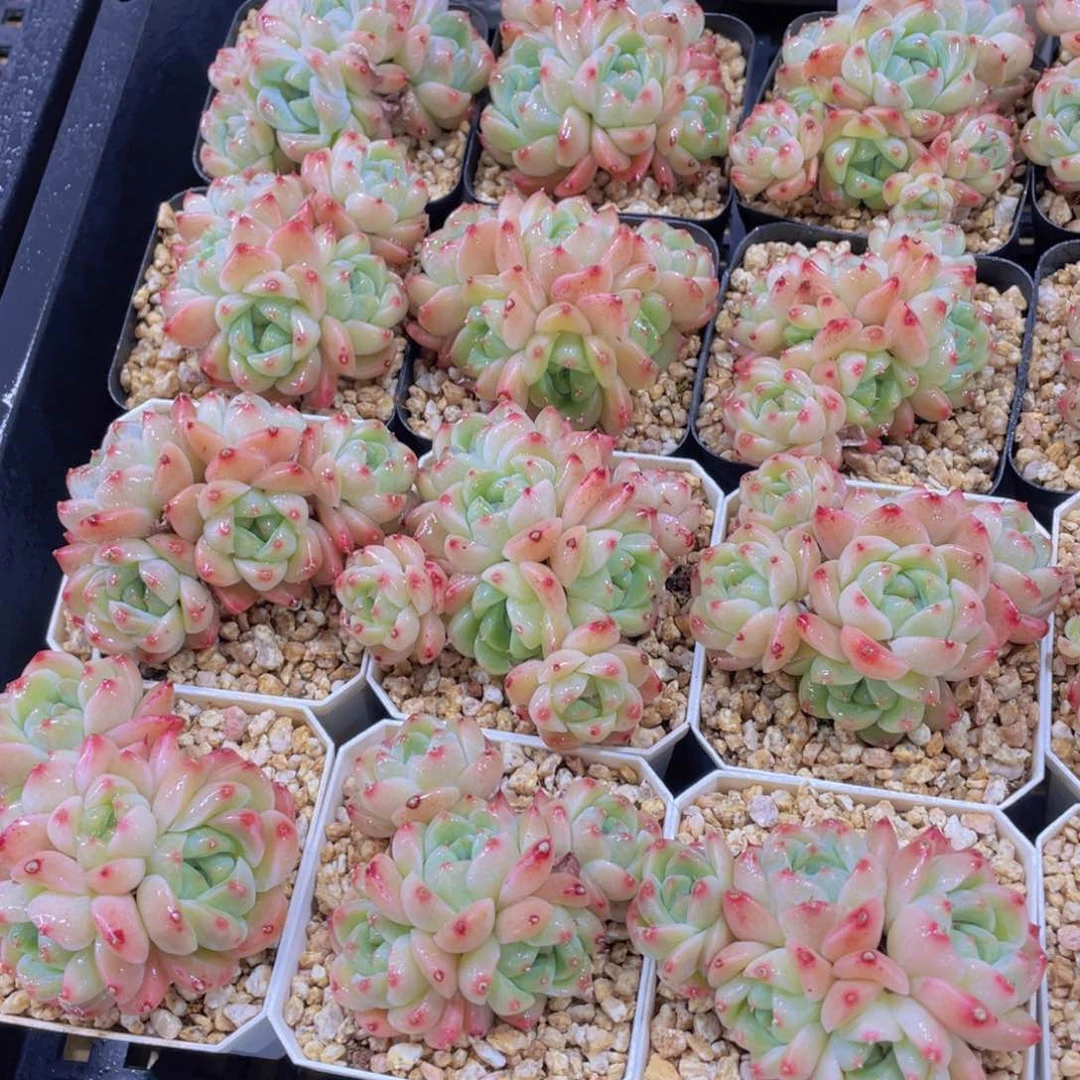 量拍 10号 优选西施佳人多头群一个