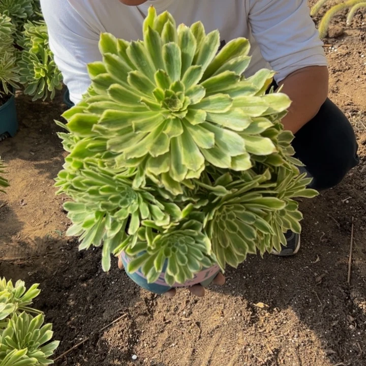 18.8碧浪一棵包邮