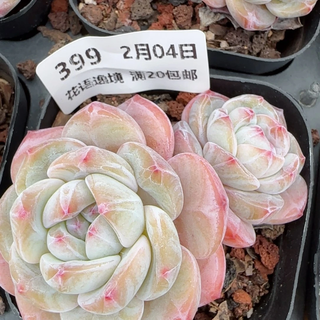 花语逸镜0204-399