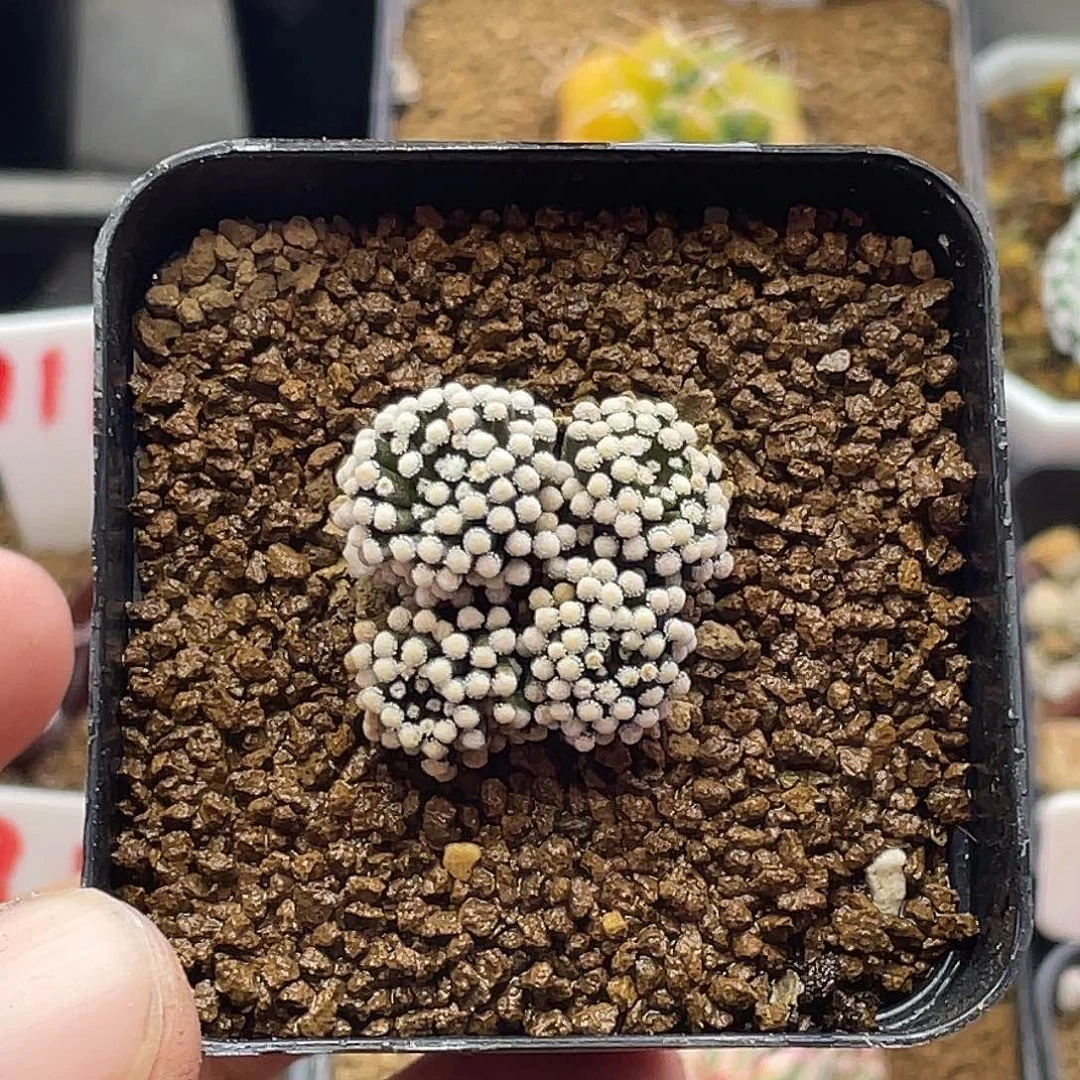 4头松针牡丹 带盆土发货