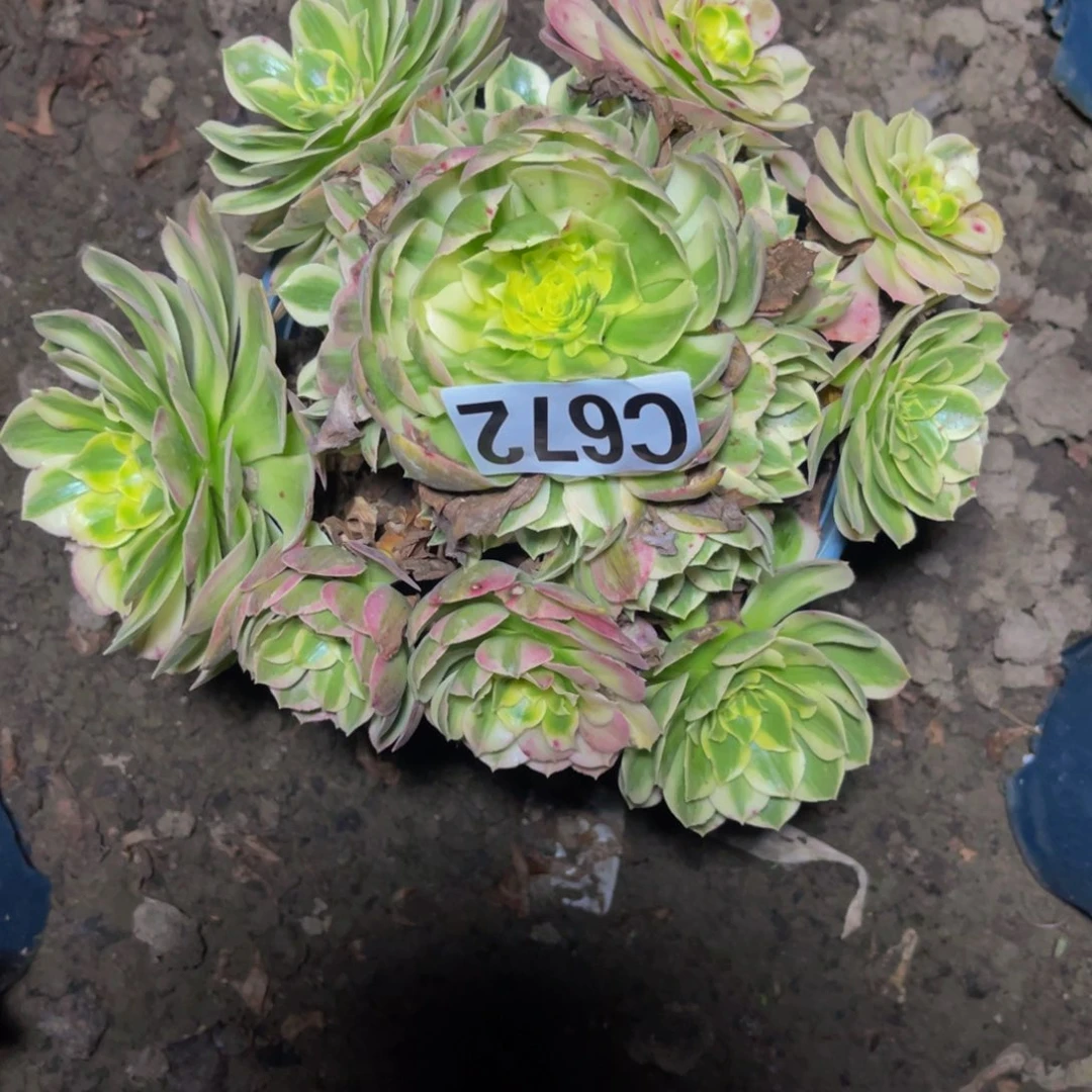 海王法师26//////23包邮