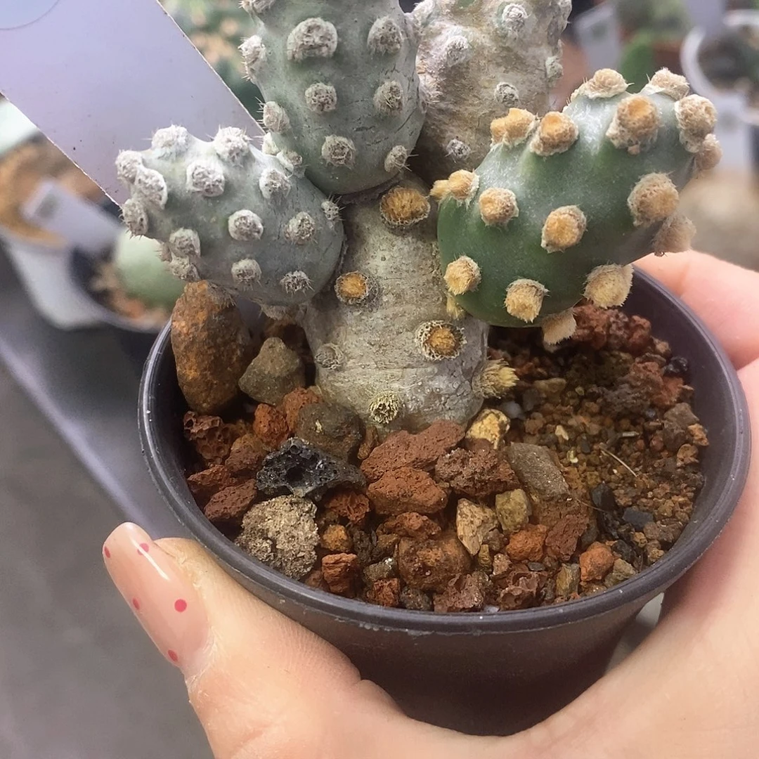 削壶团扇仙人球1234