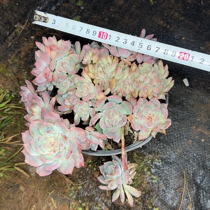 多肉植物一物一拍霜花679