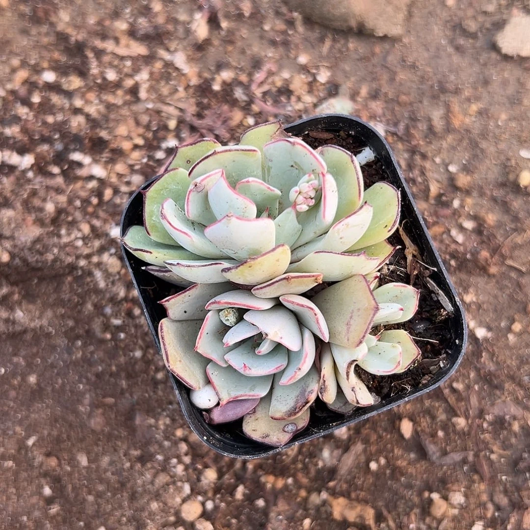 多肉植物多肉植物