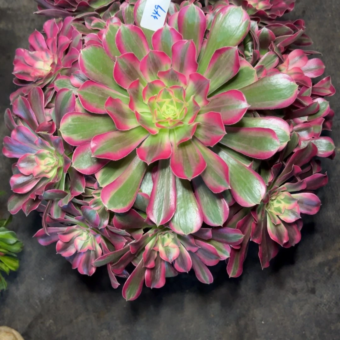 芸***汐349男神多肉植物紫