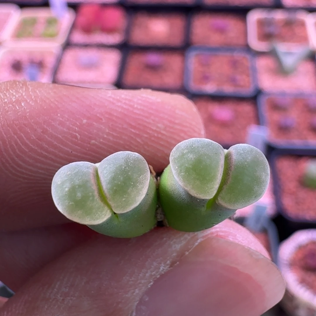 ****、云缦精品番杏29.21白玉窗