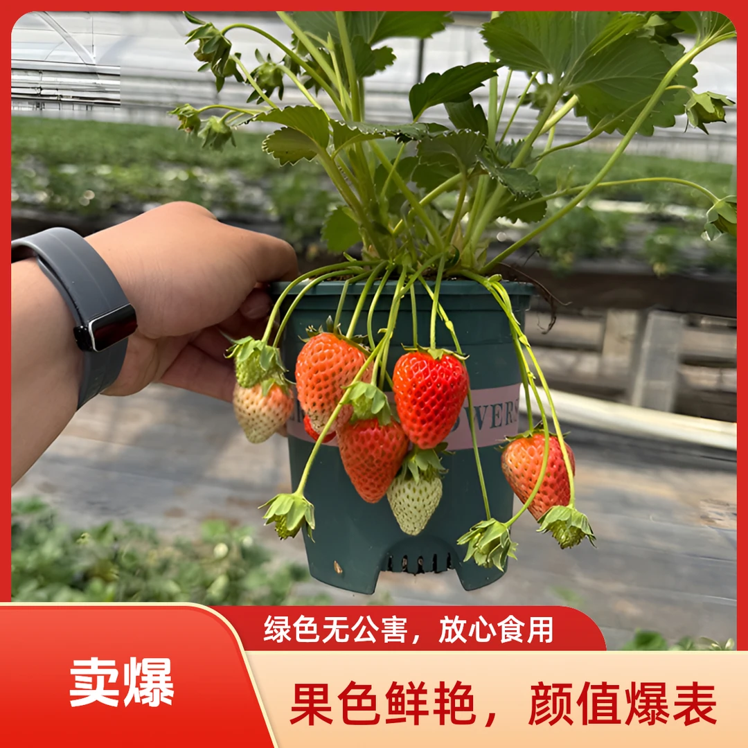 【加仑盆草莓苗】20天结果南北方阳台庭院楼顶地栽奶油宁玉红颜真红