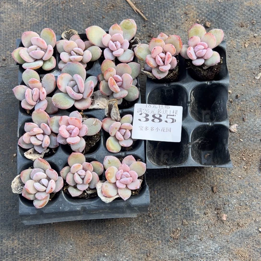 c***e385号韩版奶茶14颗2.5cm 量拍多肉满20元包邮