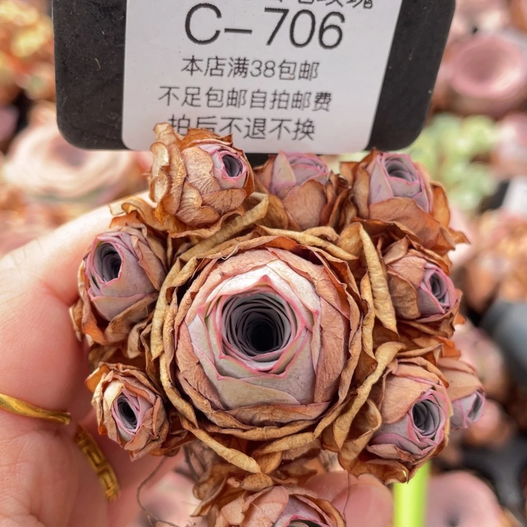 山地玫瑰C706裸根发货断枝不包损不售后