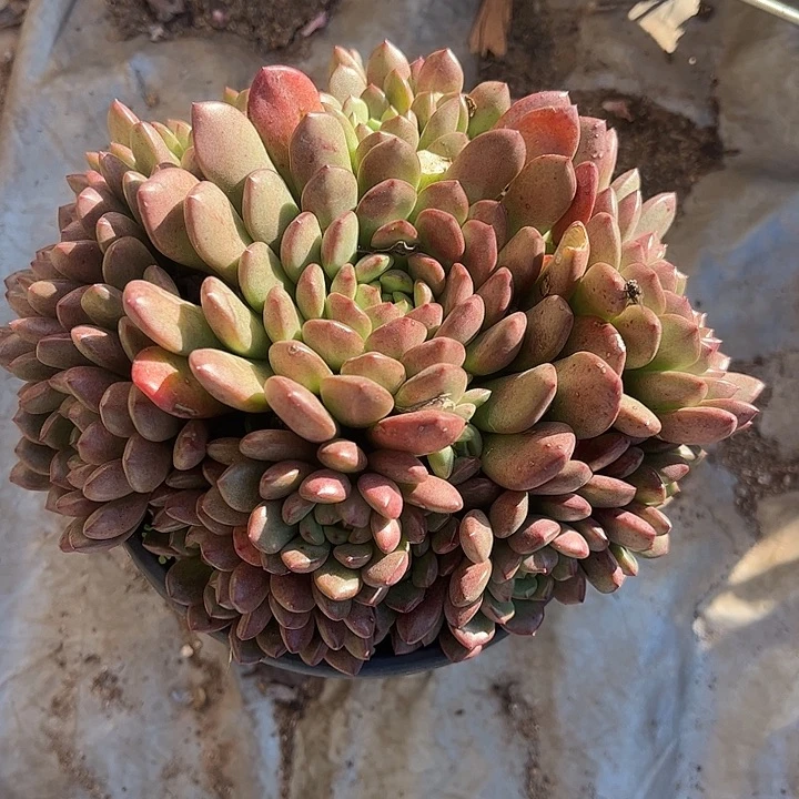 红宝石手捧花，一物一拍