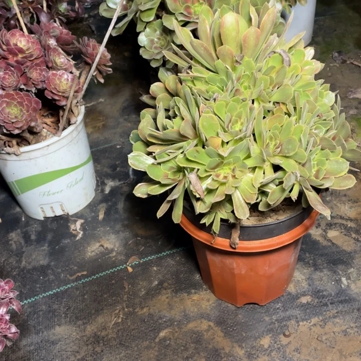 58娜迦女王多肉多肉植物