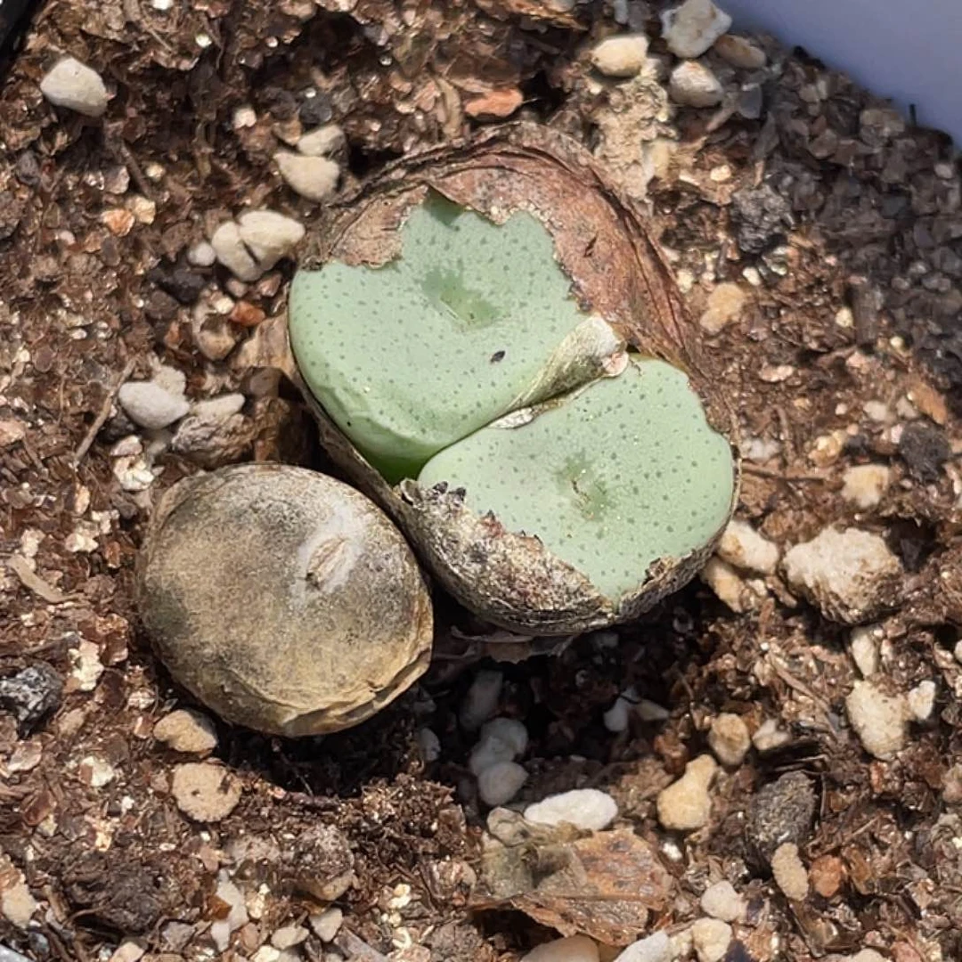 5-84酒杯多肉植物