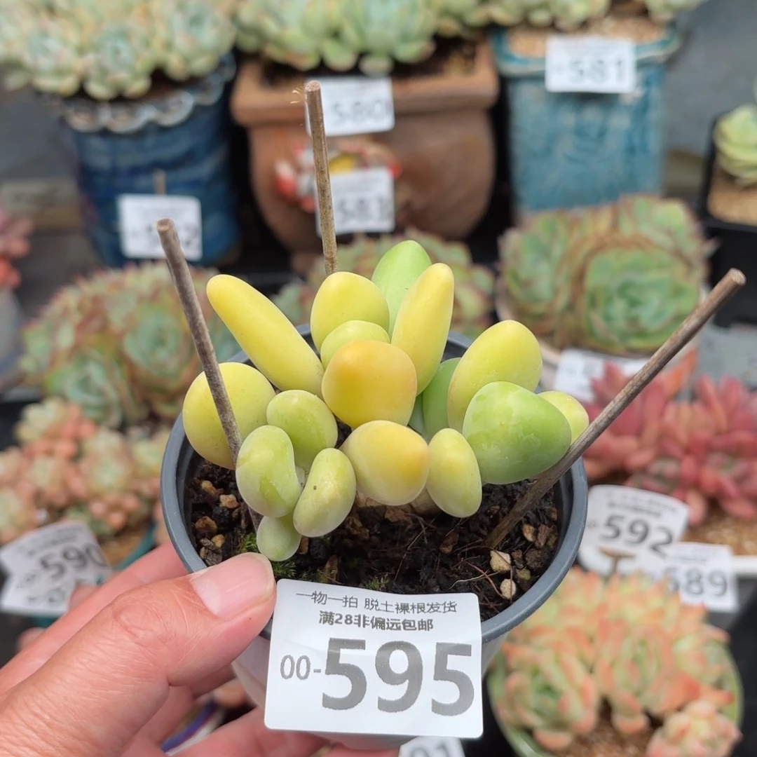 kk奶多肉多肉多肉