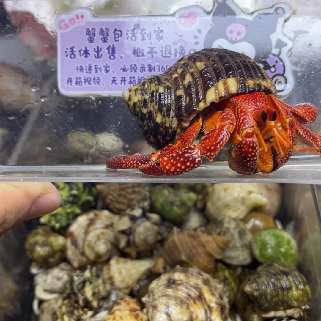 黑莓寄居蟹包活到家3.0口