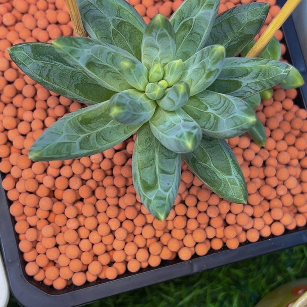 艳阳天 雪王苗 寄养