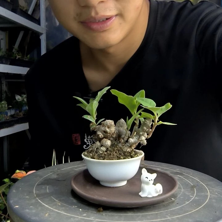 ?*中青园艺一物一拍145