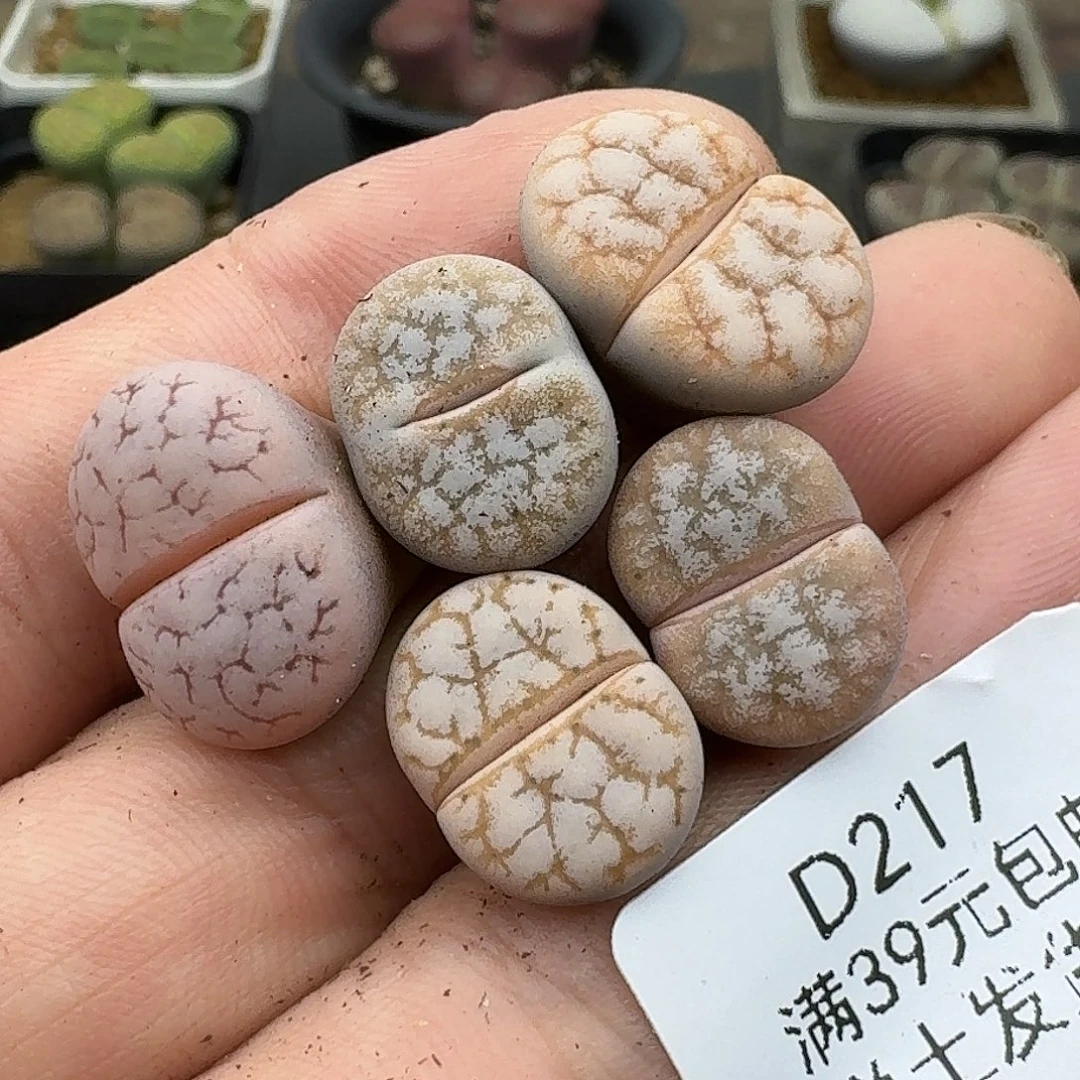 217多肉哈哈哈哈哈哈
