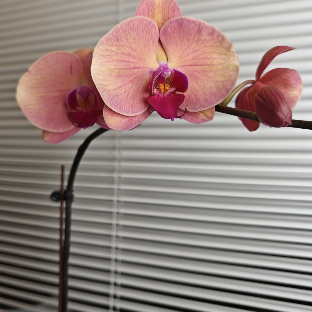 画鲜【欣欣向荣】中花型带花发货高端花卉蝴蝶兰适合送人送礼