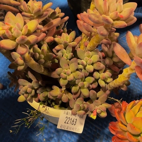 艺***馨苹果奶22163多肉