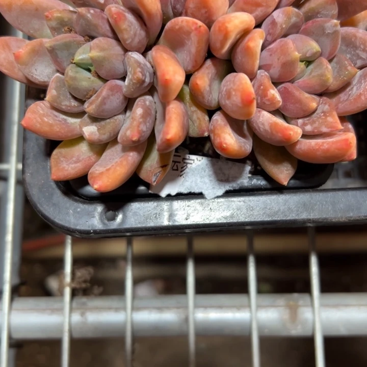 幸运儿是一位非常优秀