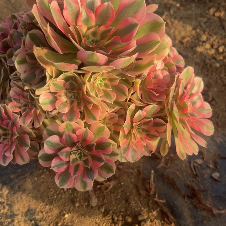 粉女巫多肉法师不包损12