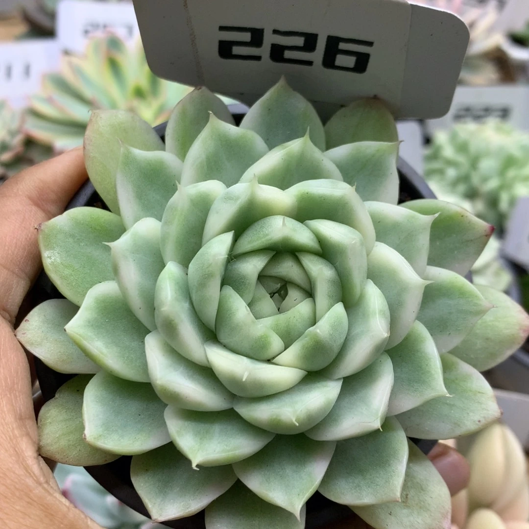 226白瓷麦秆锦锦锦锦