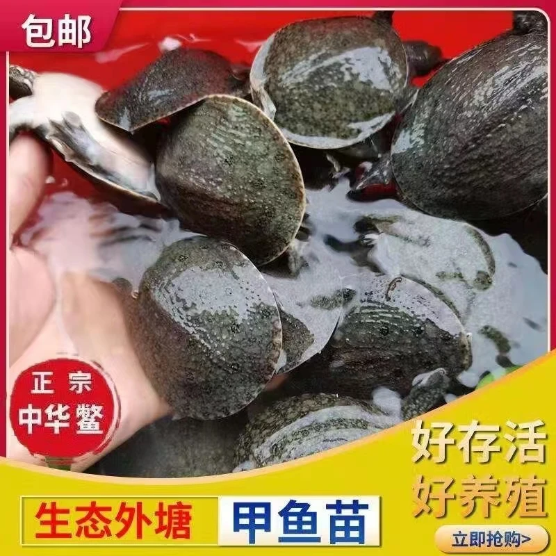 2025年甲鱼苗每只40-60克江西精品鳖发货生态甲鱼正宗鳖
