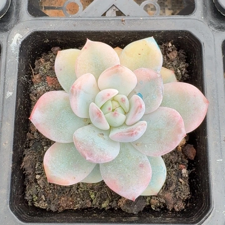 橙梦露锦一物一拍