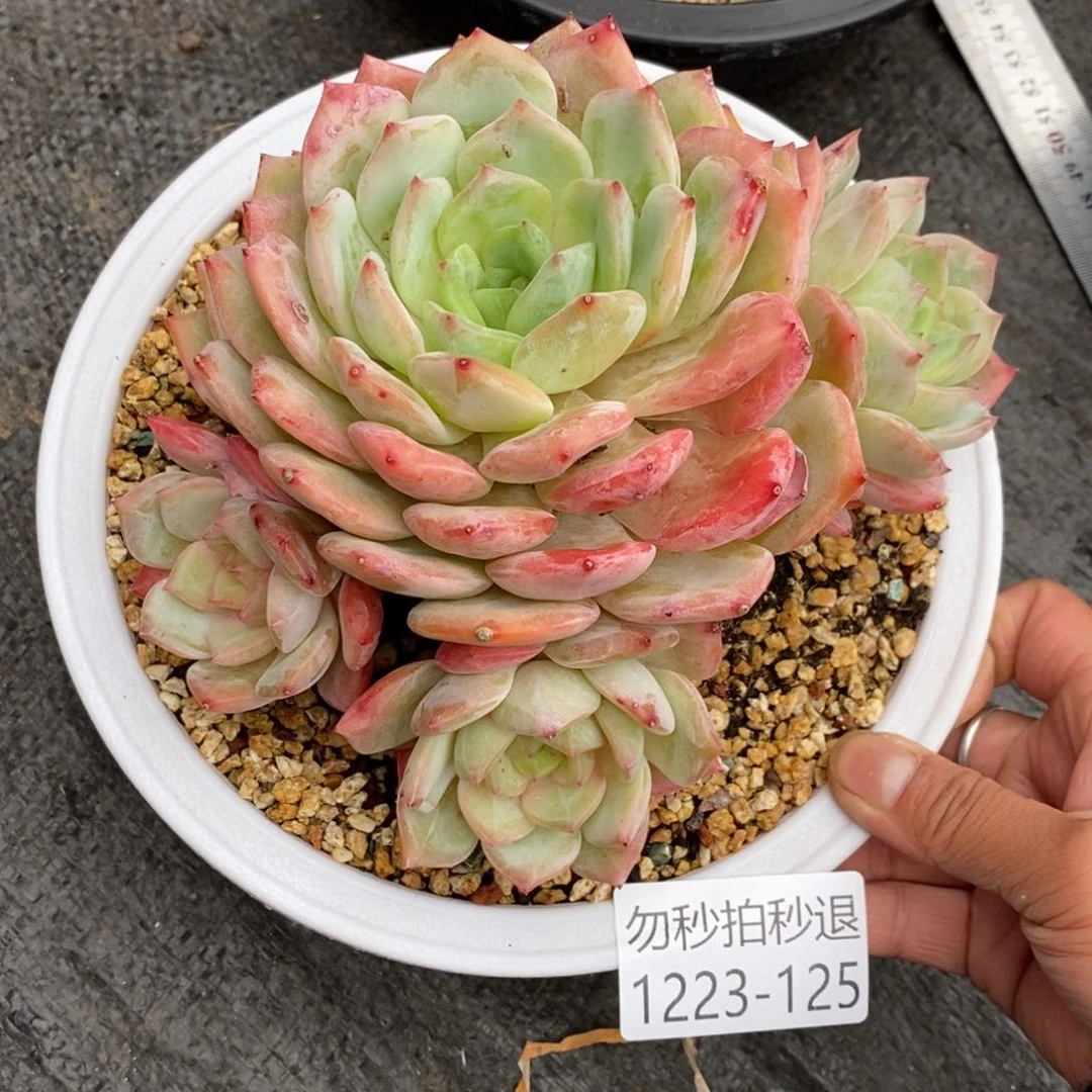 清*音两单包邮1223-125蓝眼睛