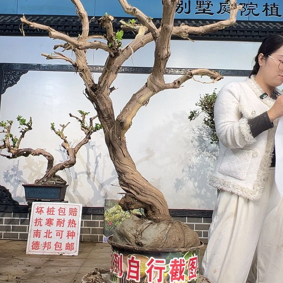 完全开放金银花8888