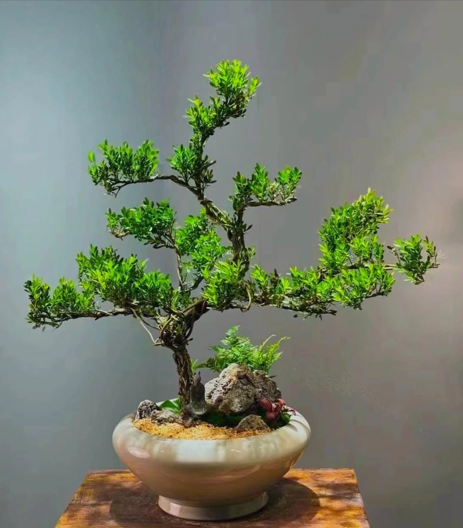 精品皱皮黄杨（直播间一物一拍）