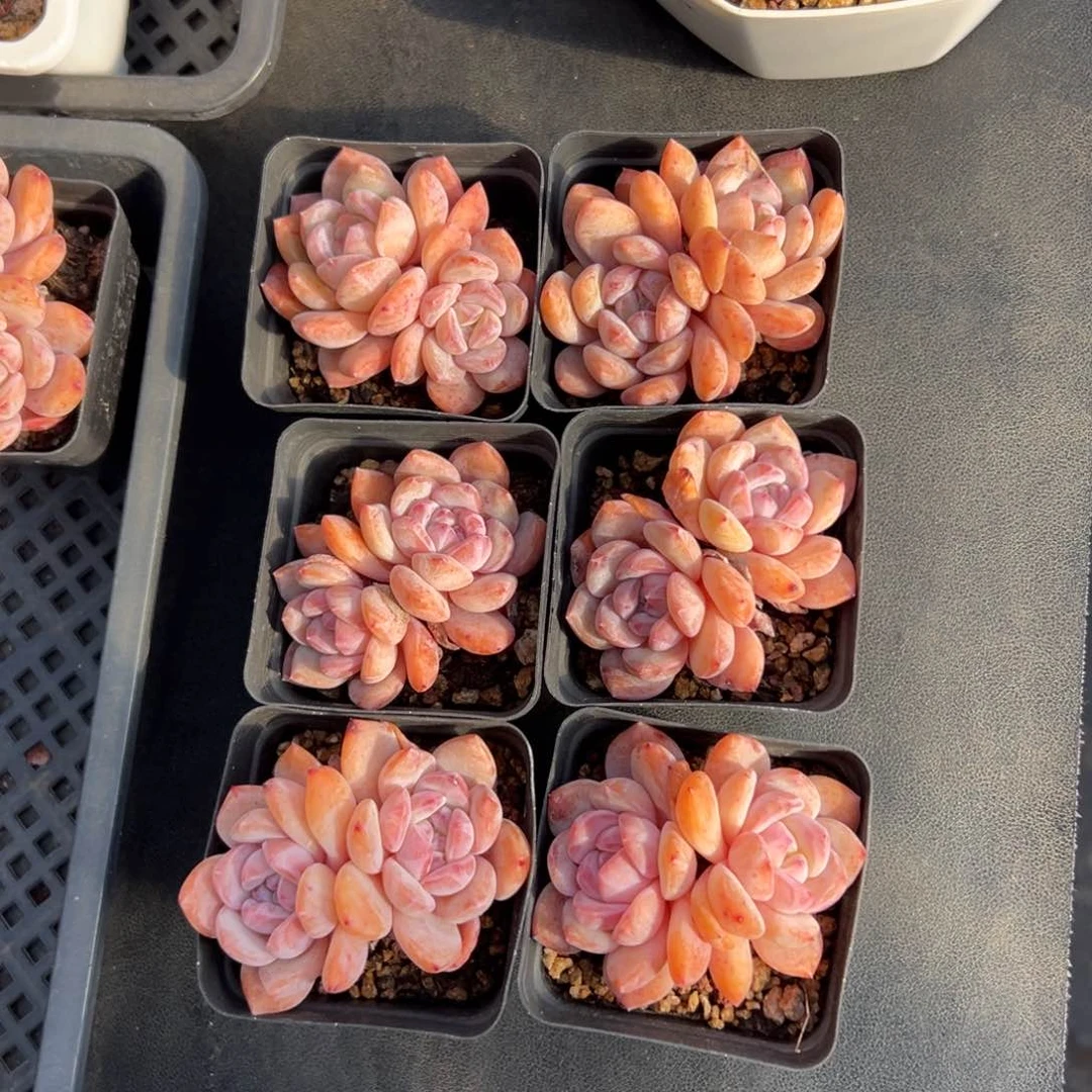 6个双头星影00000000000