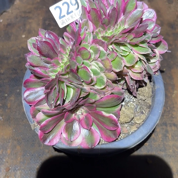 229荔枝缀化掌心多肉法师锦