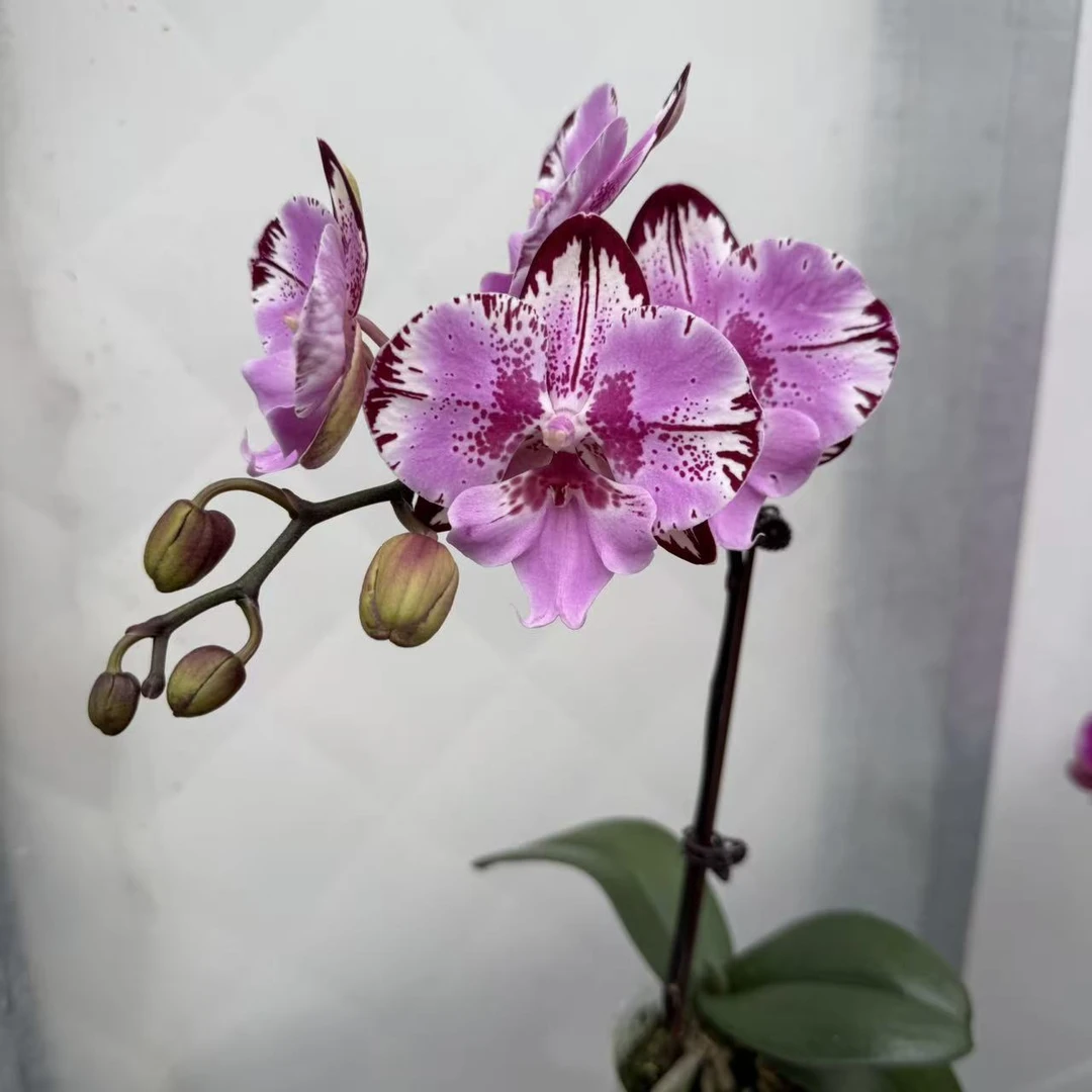 《米奇乐多》精品蝴蝶兰 紫红色系 自带黑色闪边 真花 室内花花